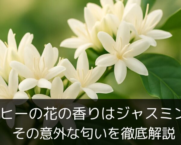 コーヒーの花の香りはジャスミン似！その意外な匂いを徹底解説