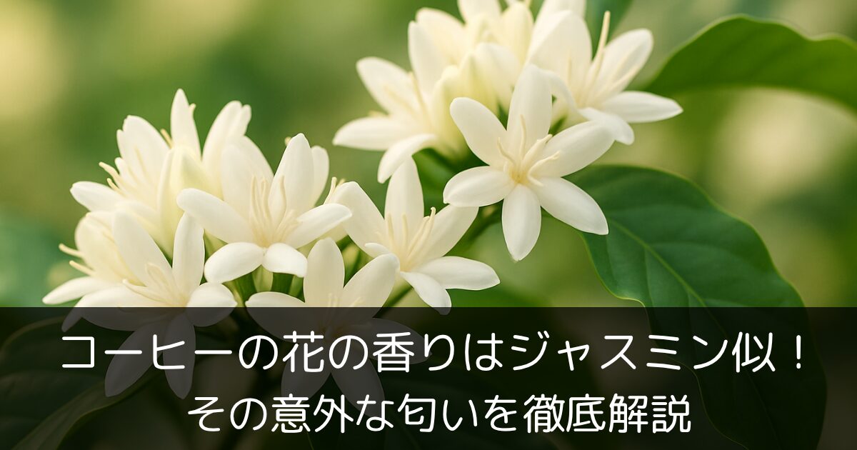 コーヒーの花の香りはジャスミン似！その意外な匂いを徹底解説