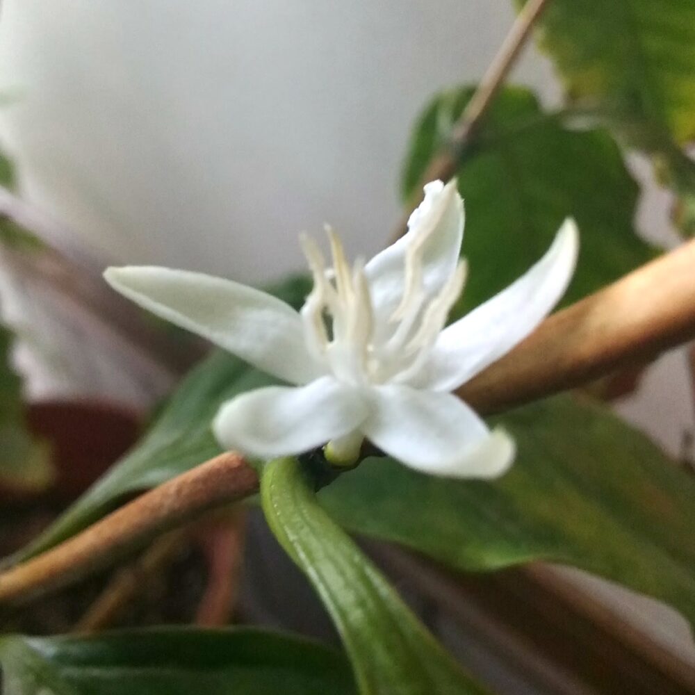 コーヒーの花はどんな香り?